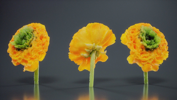 Close Up Persian Buttercup Carden Crowfoot Ranunculus Asiaticus