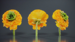 Close Up Persian Buttercup Carden Crowfoot Ranunculus Asiaticus