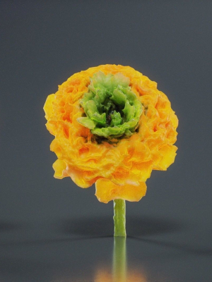 Close Up Persian Buttercup Carden Crowfoot Ranunculus Asiaticus