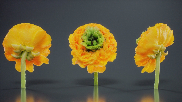 Close Up Persian Buttercup Carden Crowfoot Ranunculus Asiaticus
