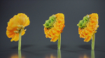 Close Up Persian Buttercup Carden Crowfoot Ranunculus Asiaticus