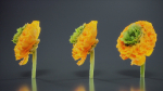 Close Up Persian Buttercup Carden Crowfoot Ranunculus Asiaticus
