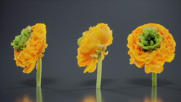 Close Up Persian Buttercup Carden Crowfoot Ranunculus Asiaticus
