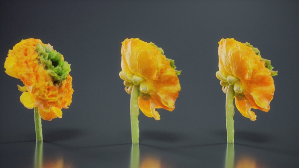 Close Up Persian Buttercup Carden Crowfoot Ranunculus Asiaticus