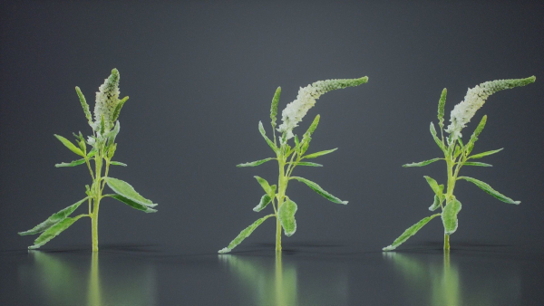 Close Up Spiked Speedwell Veronica Spicata