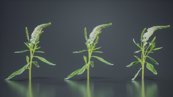 Close Up Spiked Speedwell Veronica Spicata