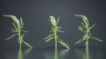 Close Up Spiked Speedwell Veronica Spicata