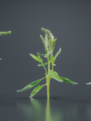 close-up-spiked-speedwell-veronica-spicata-3d-model-939cc0b4e8