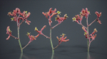 Close Up Tall Kangaroo Paw Australian Lily Anigozanthos Flavidus