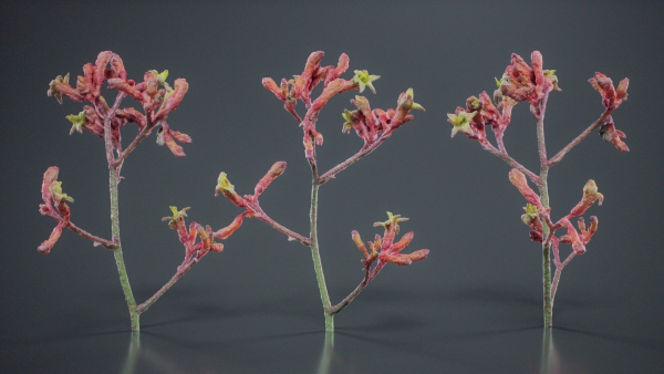 Close Up Tall Kangaroo Paw Australian Lily Anigozanthos Flavidus