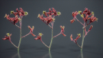 Close Up Tall Kangaroo Paw Australian Lily Anigozanthos Flavidus