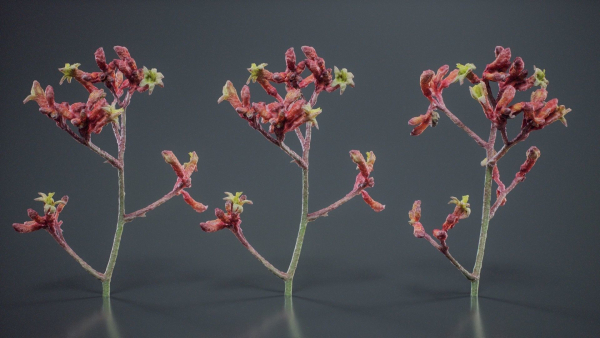Close Up Tall Kangaroo Paw Australian Lily Anigozanthos Flavidus