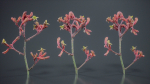 Close Up Tall Kangaroo Paw Australian Lily Anigozanthos Flavidus
