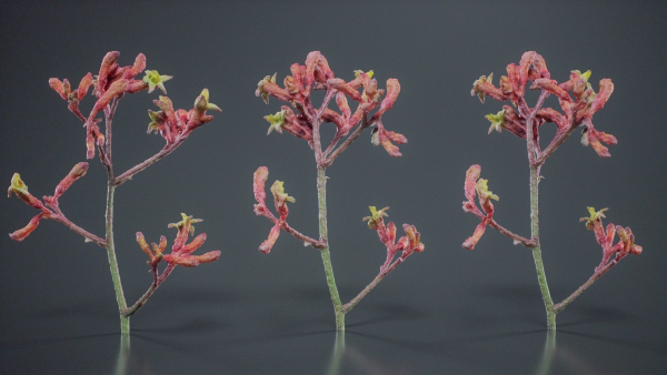 Close Up Tall Kangaroo Paw Australian Lily Anigozanthos Flavidus