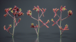 Close Up Tall Kangaroo Paw Australian Lily Anigozanthos Flavidus