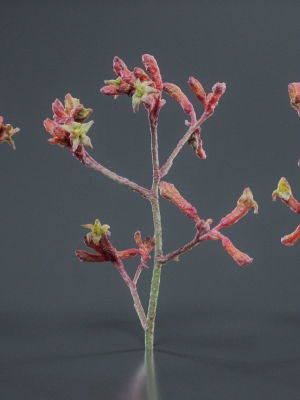 close-up-tall-kangaroo-paw-australian-lily-anigozanthos-flavidus-3d-model-89385f6bc8