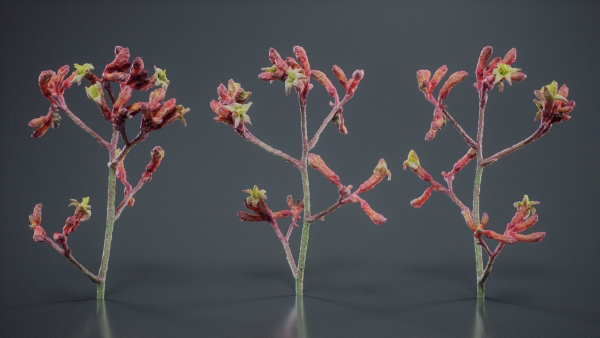 Close Up Tall Kangaroo Paw Australian Lily Anigozanthos Flavidus