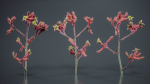 Close Up Tall Kangaroo Paw Australian Lily Anigozanthos Flavidus