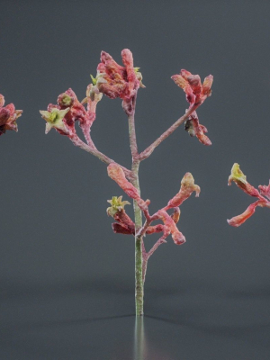 Close Up Tall Kangaroo Paw Australian Lily Anigozanthos Flavidus