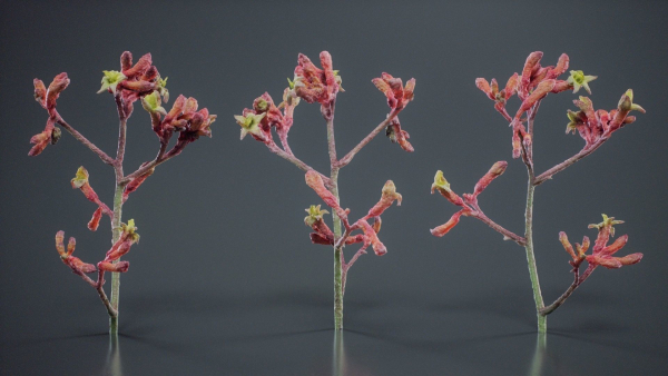 Close Up Tall Kangaroo Paw Australian Lily Anigozanthos Flavidus