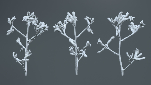 Close Up Tall Kangaroo Paw Australian Lily Anigozanthos Flavidus