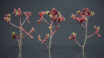 Close Up Tall Kangaroo Paw Australian Lily Anigozanthos Flavidus