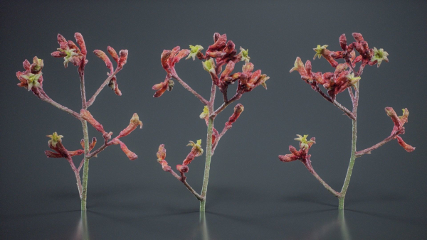 Close Up Tall Kangaroo Paw Australian Lily Anigozanthos Flavidus