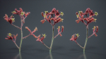 Close Up Tall Kangaroo Paw Australian Lily Anigozanthos Flavidus
