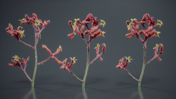 Close Up Tall Kangaroo Paw Australian Lily Anigozanthos Flavidus