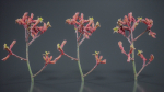 Close Up Tall Kangaroo Paw Australian Lily Anigozanthos Flavidus