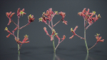 Close Up Tall Kangaroo Paw Australian Lily Anigozanthos Flavidus