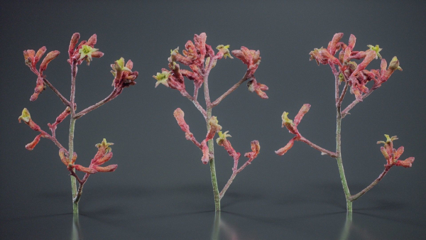 Close Up Tall Kangaroo Paw Australian Lily Anigozanthos Flavidus