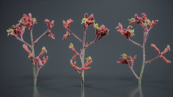 Close Up Tall Kangaroo Paw Australian Lily Anigozanthos Flavidus