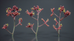 Close Up Tall Kangaroo Paw Australian Lily Anigozanthos Flavidus