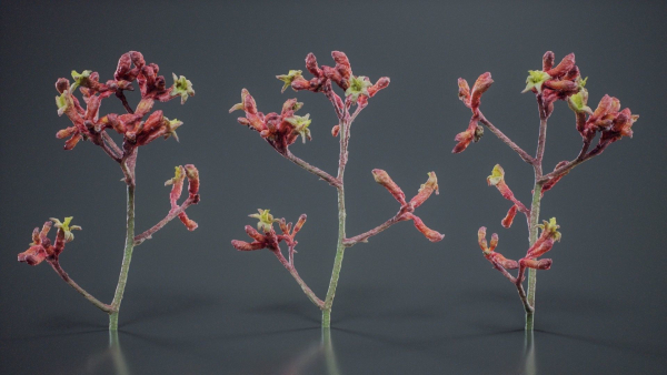 Close Up Tall Kangaroo Paw Australian Lily Anigozanthos Flavidus