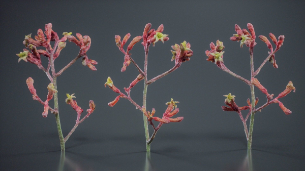 Close Up Tall Kangaroo Paw Australian Lily Anigozanthos Flavidus