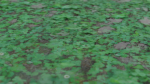 Clover grass