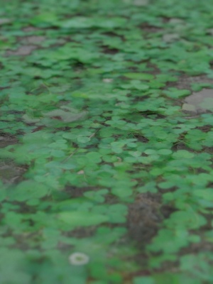 clover-3d-model