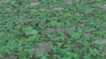 Clover grass