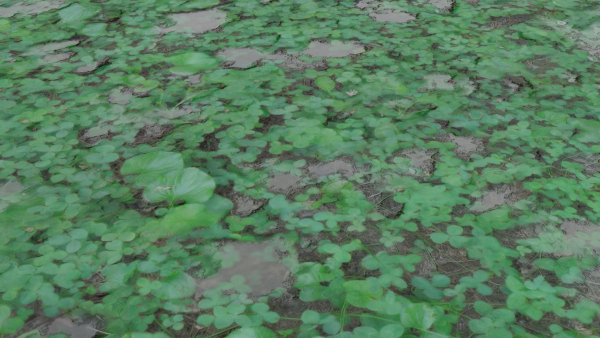 Clover grass