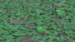 Clover grass
