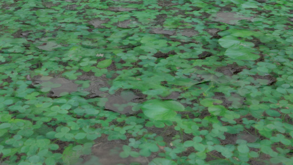 Clover grass