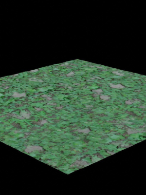 Clover grass