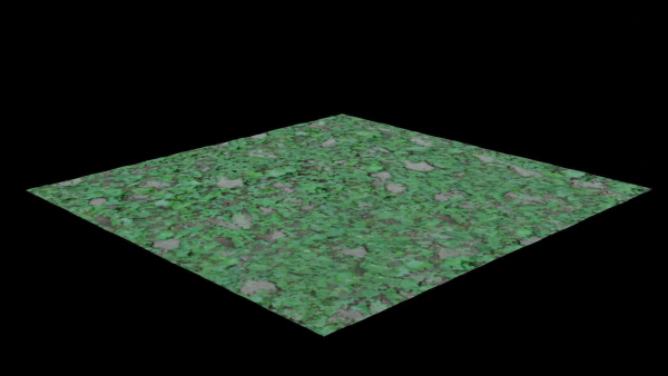 Clover grass