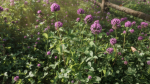 Clover Collection vol01