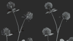 Clover Collection vol01
