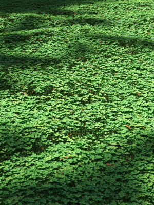 Clover lawn
