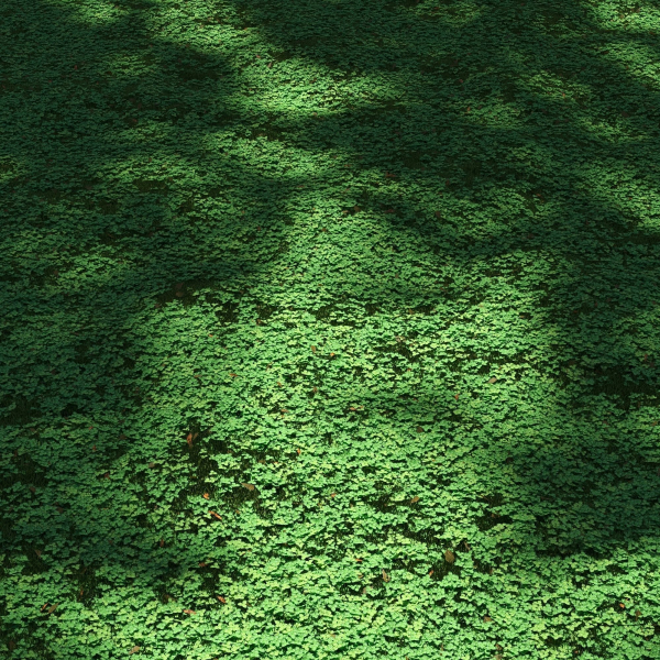 Clover lawn
