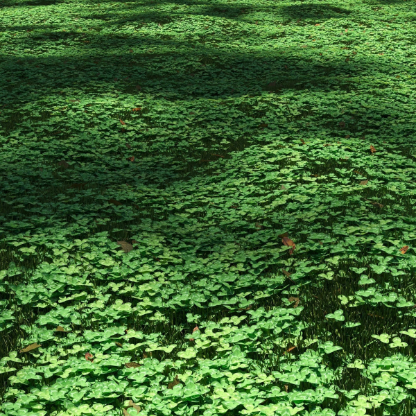Clover lawn