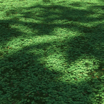 Clover lawn